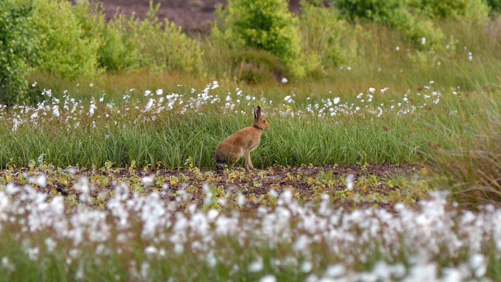 Irish hare in a Connemara bog landscape