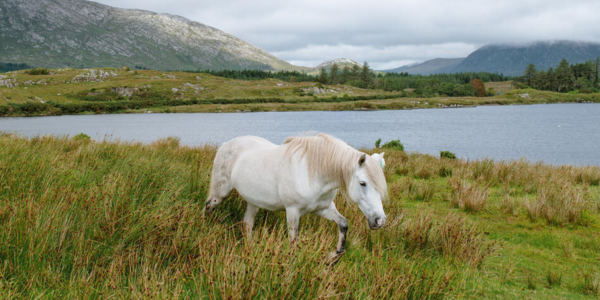 Connemara Pony in Connemara, Ireland